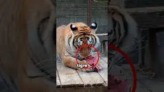 No toques la lengua del tigre 🐯😱