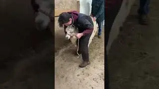 Llama Is So Mallow