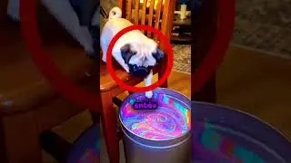 O último cachorro deixou seu dono impressionado!😂