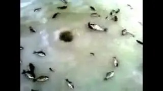 Необычная  зимняя рыбалка