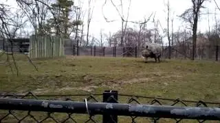 Running Rhino moves like crazy!
