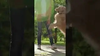 #beautiful #dog #shorts
