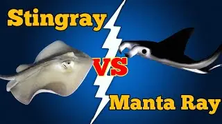 Manta Ray vs Stingray: Ocean Cousins You Shouldn’t Confuse