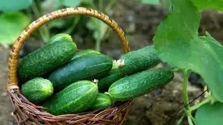 Paano mag tanim ng pipino | From Seed to Harvest