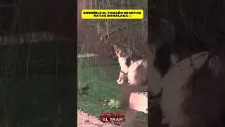 INCREÍBLE EL TAMAÑO DE ESTÁS RATAS EN MÁLAGA 🇪🇸#viral #madrid #barcelona #españa #shorts #humor