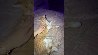 Il a meme pas tenu 30 secondes #chat #drôle