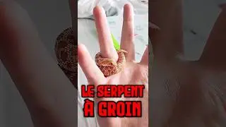 Le serpent à groin 🐍 #animaux #serpent #mignon