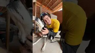 MINHA CACHORRINHA FICOU PRESA