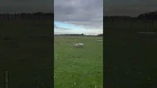 Mom Gets Chased By Angry Geese 😂