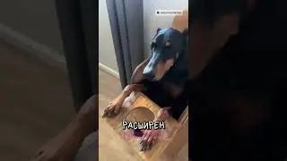 Почему этот пёс ест как человек? 🤨