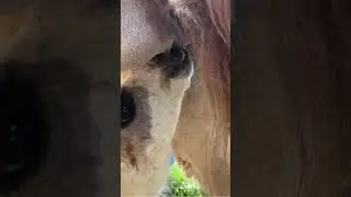 Baby Llama Drama