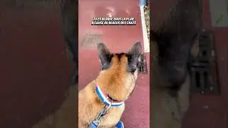 Seven Face a un Chat 😳😭 #chien #dog #malinois