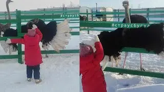 Little Girl Dances With Ostrich