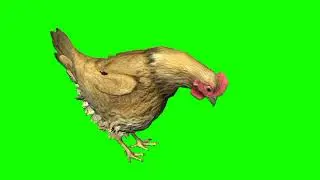 Hen green screen Effect Video - Non copyright Animation - Eating Hen green effect