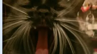 TRNDSSTR.. I THINK (meme) {BIG GIFT} {TNK for 650+} + READ. DESC.