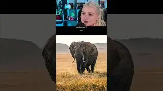 So würden Tiere aussehen wenn sie keinen Hals hätten! #shorts #lidiro #schule #memes