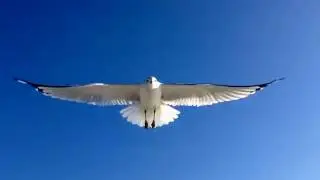LONG BEACH, NY SEAGULL BY ANDRES NAVARRO (ANDRES LB)