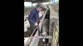 Shepherd's Worst Nightmare! 😮🐑