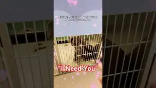 I Suprised My Girlfriend With Her Dream Dog - Part 2 