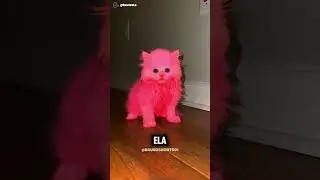 Ele apagou as luzes... e as três gatas começaram a brilhar! 😳🐱 #shorts #gato