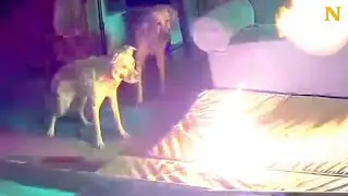 Dog Sets House On Fire 😱🔥
