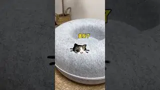 Ho comprato un letto nuovo per loro, sono così entusiasti che non riescono a dormire.