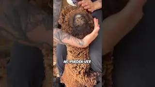 La lana de oveja es más limpia de lo que crees