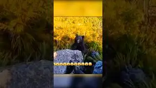 🐻😱 Медведь напал на мужчину… Но он чудом спасся! #oxota #chase  #wildbear