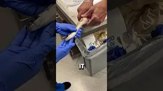 🐍😱 К этой змее прилипло нечто ужасное, и это угрожало её жизни! 😱🐍