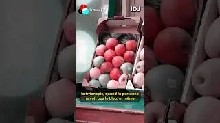 Comment les daltoniens voient le monde ? 