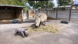 Zoom Zoom! Our rhino calf is running rings around mum!