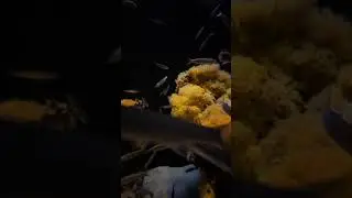 View Into The Aquarium 09 - Free (for commercial use) Footage - 4K