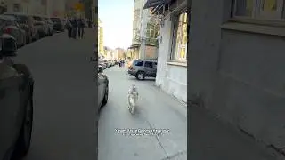 Узнает Хаски дорогу домой спустя 7 лет