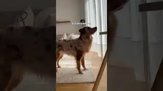 Probiert das bei euren Hunden auch mal aus 😂😭😭🐶