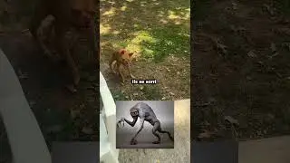 Le chien sans amis 💔