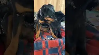 Nessuno si aspettava questo legame tra una pantera e un cane ❤️ #animali #sorprendente #shorts