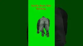 Gorilla Back Side Running green screen video 