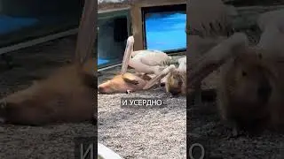 Пеликан Уже Год Пытается Проглотить КАПИБАРУ
