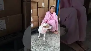 Who does Dream love the most #dog