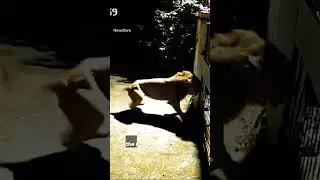 Brave dogs, scary lions 😱