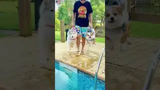 Une journée piscine trop mignonne avec les chiots – nage et farniente 🐶💦💕