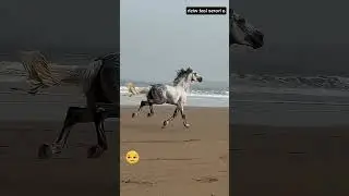Il proprietario di questo cavallo ha fatto del suo meglio per realizzare il suo ultimo desiderio 😀