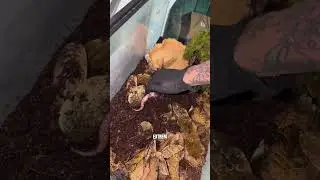 Mein Axolotl verwandelt sich in ein Landtier
