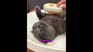 Cat OBSESSED with this grooming tool 🐱