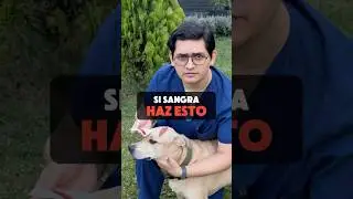 Sangrado en perros y gatos. Te enseño cómo salvar su vida