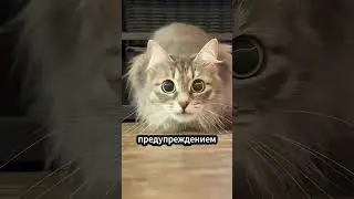 Не Трогай Кошку, Если Увидел Это В Её Глазах! 😳