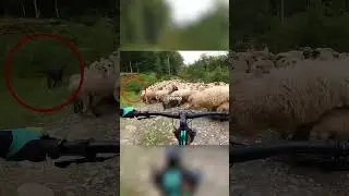 Una ciclista contro i cani da pastore👀