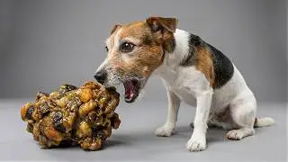 I Crushed Every Dog Treat Into One Treat