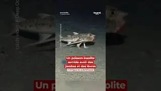 Un poisson insolite semble avoir des jambes et des lèvres... Il intrigue les scientifiques