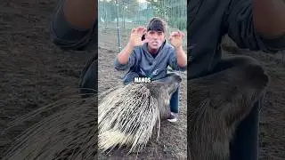 Enfrento mis MANOS a un PUERCOESPÍN 🤯